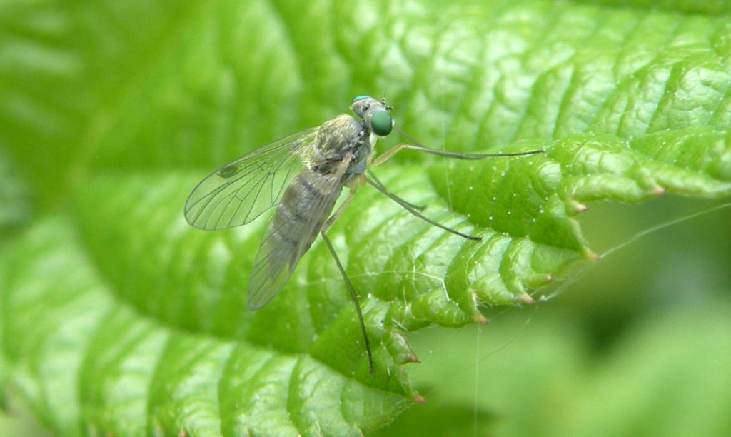 Con molti dubbi: Therevidae?